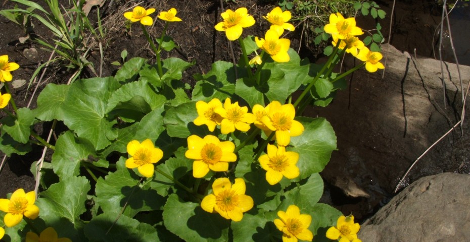 DSCF0590