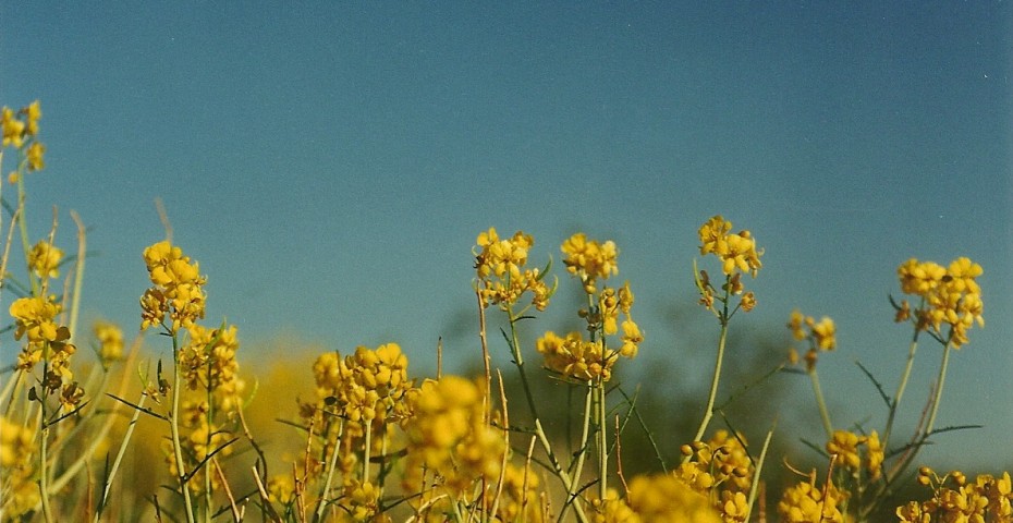 Desert Flowers
