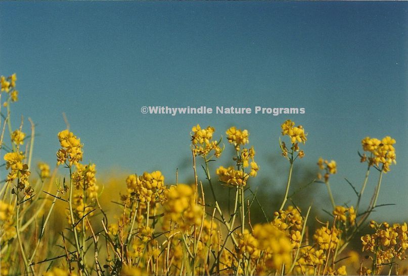 Desert Flowers Print