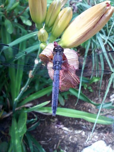 Dragonfly Dragonfly Print