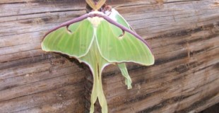 Luna Moths_mid size