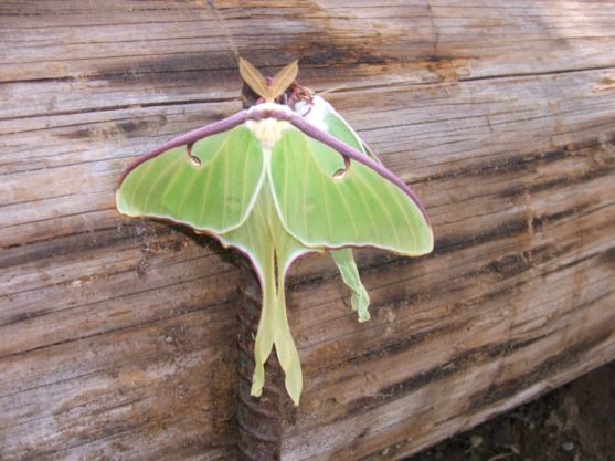 Luna Moths_mid size Luna Moths_mid size
