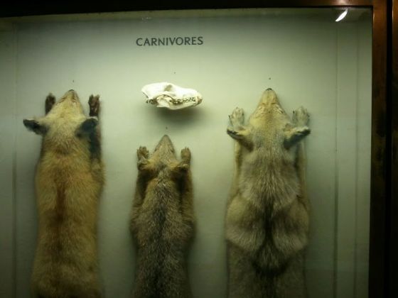 Canine Pelts
