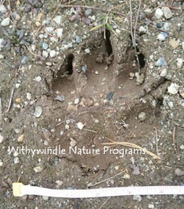 big canine track w_sig