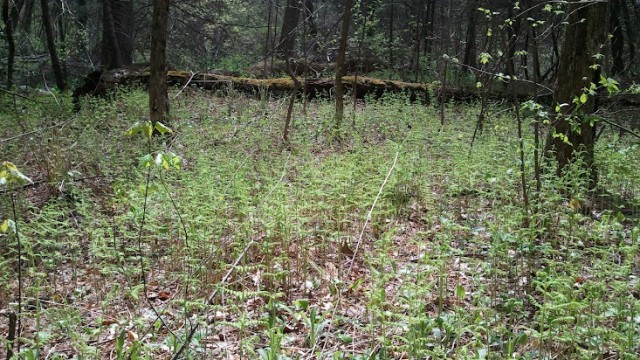 Carpet of Ferns