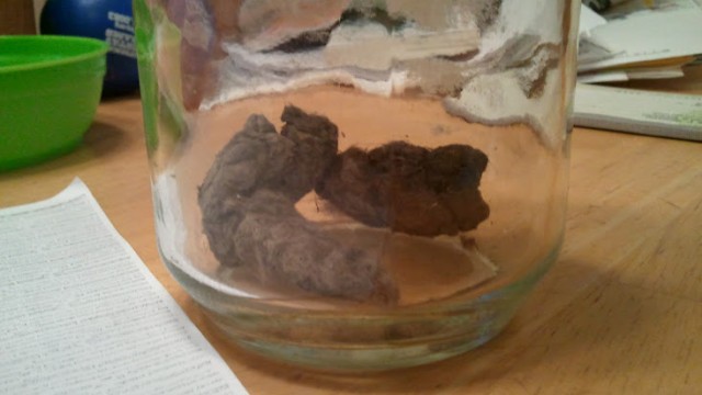 Coyote scat