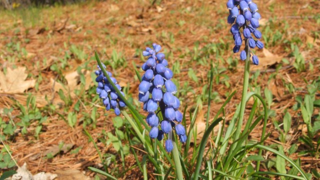 Grape Hyacinth