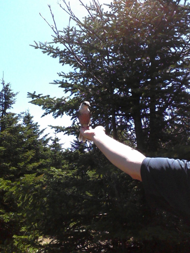 Gray Jay