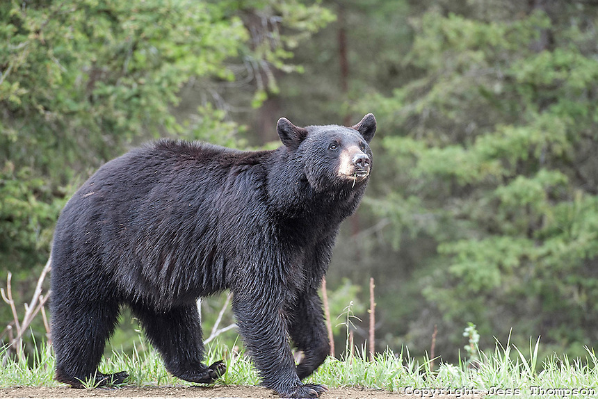 Black Bear Photo