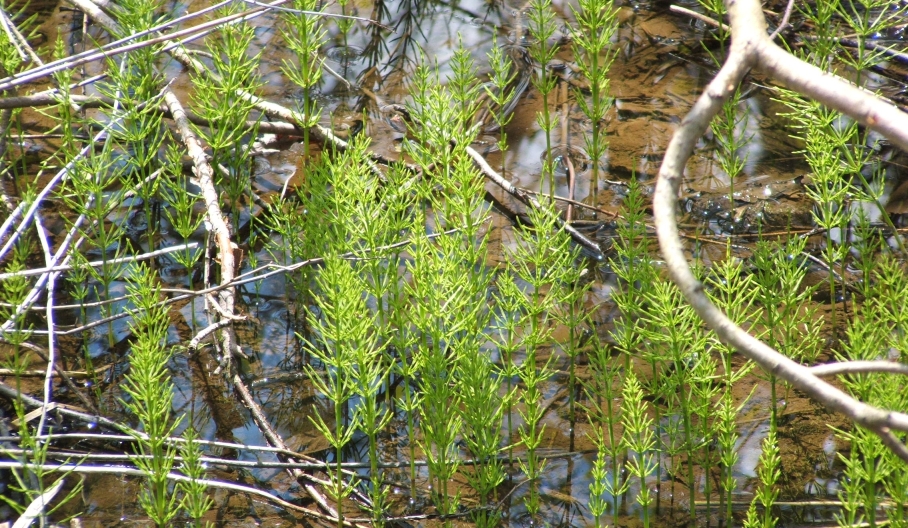 nature connection workshop