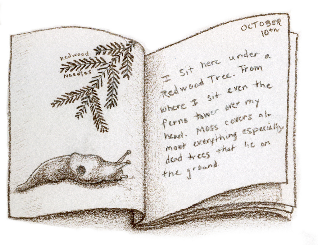 Drawing of a Nature Journal
