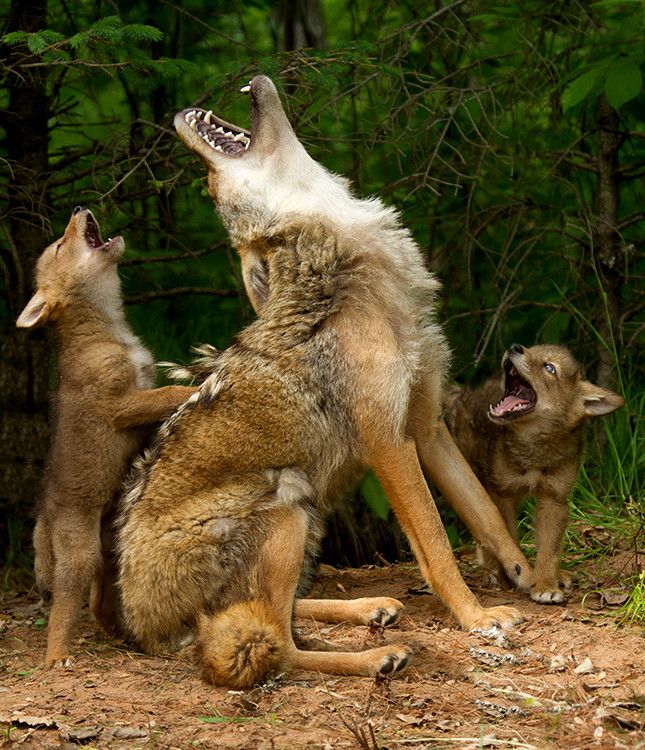 Mamma coyote and pups