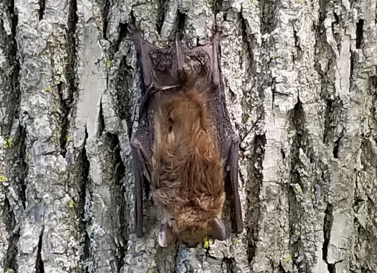 Little Brown Bat